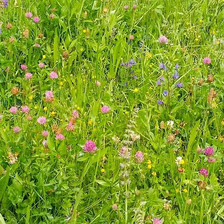 Tra E Montagne Nonna Maria * Dubino