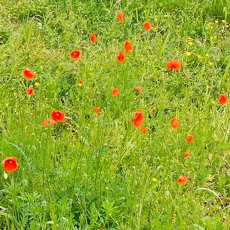 Appartamento Tra E Montagne Nonna Maria *