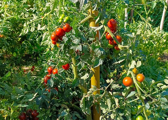 Tra E Montagne Nonna Maria Dubino