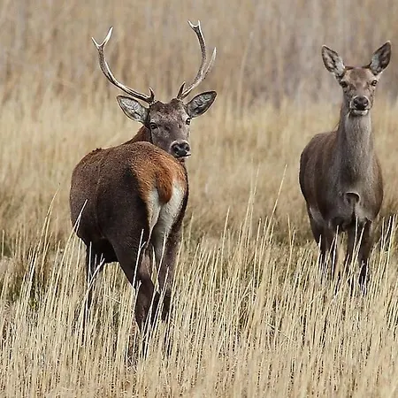 Appartement Tra E Montagne Nonna Maria *