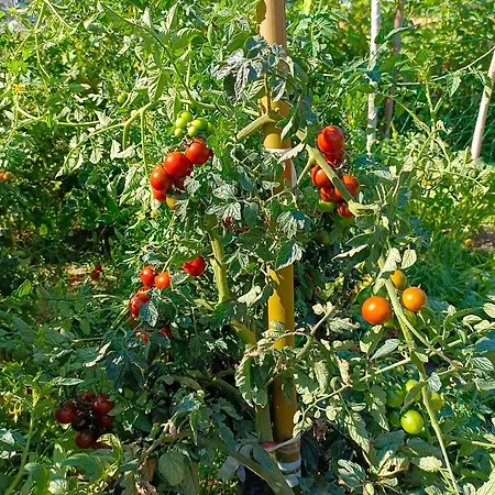 Tra E Montagne Nonna Maria Dubino