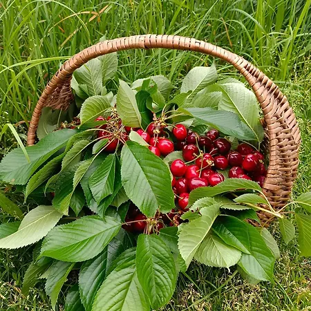 Tra E Montagne Nonna Maria Appartement *